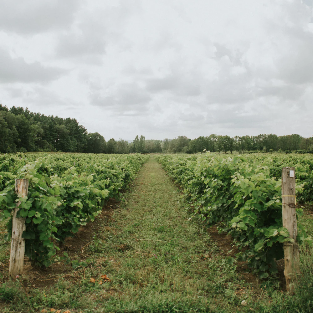 Dégustation de vins pour 2 personnes - Domaine du Ridge – Image 8