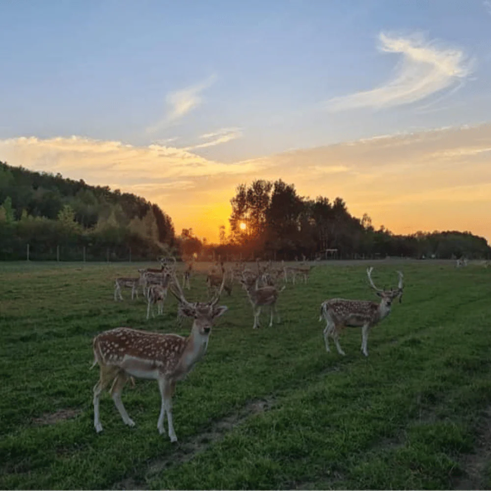 Visite du ranch pour 2 personnes - Ranch Dupont – Image 2